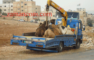 الأصالة والمعاصرة معاً.. ونش يحمل نياقاً وجِمالاً في عمان (صورة)